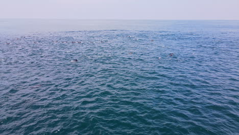 Große-Herde-Gemeiner-Delfine,-Die-Auf-Der-Azurblauen-Meeresoberfläche-Des-Atlantiks-Schwimmen