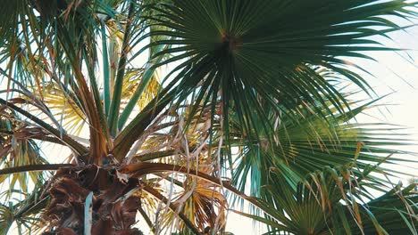 Cerrar-Sobre-Hojas-De-Palmera-Durante-El-Día-En-El-Clima-Mediterráneo-De-Verano-En-España