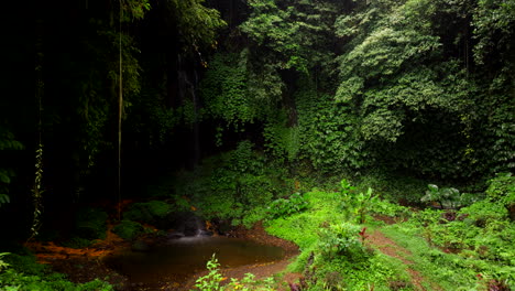 Lush-vegetation,-small-tranquil-pool,-serene-nature-in-Bali