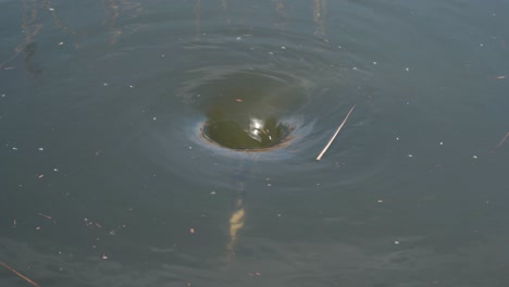 Close-up-view-of-a-water-vortex,-vortex-rotating-clockwise-pulling-some-debris-into-the-water-vortex