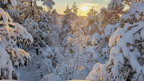 Snowy-winter-forest-at-golden-sunset,-rising-shot