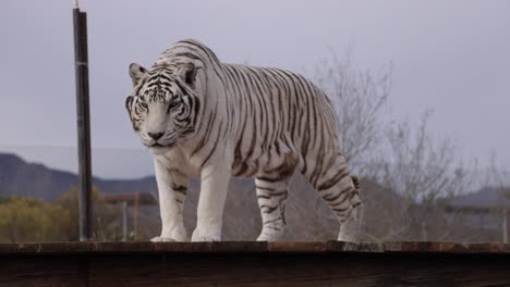 Weißer-Tiger-Schaut-Sich-Um,-Mit-Wackelndem-Bauch,-Zeitlupe