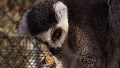 Lemur-in-enclouser-chews-on-biscuit---close-up-on-face