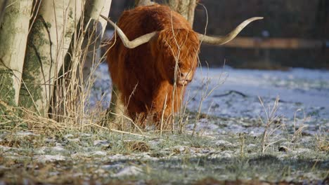 Furry-brown-highland-cow-with-huge-horns-ruminating-in-winter-forest