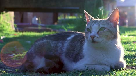 A-Reveal-Shot-Of-A-Domestic-Cat-Lying-Peacefully-On-The-Lawn-And-Keeps-Closing-Its-Eyes