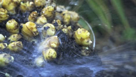 Washing-dirt-off-of-ginger-root-The-Delicate-Process-of-Ginger-Harvesting-in-Full-Bloom-home-gardening