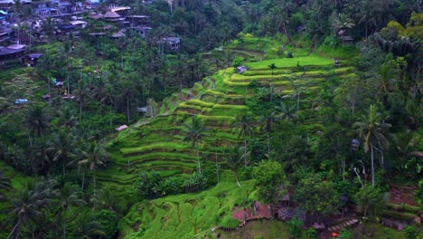 View-from-above-of-Tegalalang-Rice-Terraces-near-Ubud-in-BALI,-Indonesia
