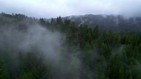 Misty-forest-with-clouds-descending-on-lush-greenery,-early-morning-light
