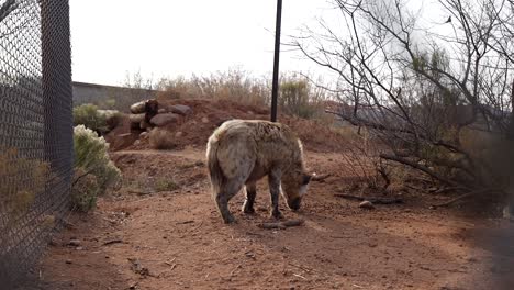 hyena-eating-chow-in-wildlife-sanctuary