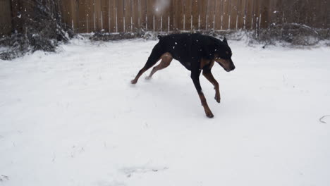 Dobermann-Rennt-Freudig-Durch-Einen-Schneebedeckten-Hinterhof,-Aufgenommen-In-Super-Zeitlupe