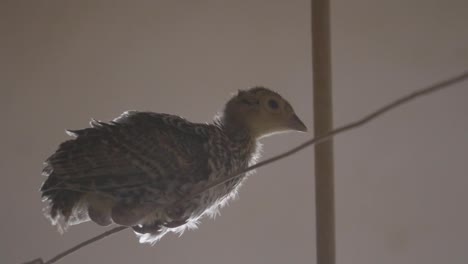 partridge-chick-on-top-of-a-wire