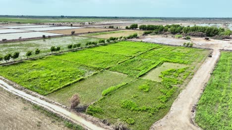 Imágenes-De-Drones-Sobre-Granjas-Verdes-De-Golarchi-Sindh-Con-Un-Hermoso-Cielo-Azul