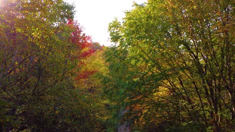 Warmer-Herbstwald-Mit-Bunten-Blättern,-Drohnenflug-Aus-Extremer-Nähe