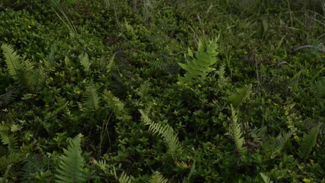 Medium-orbit-around-fern-grove-in-understory-of-tropical-vegetated-jungle