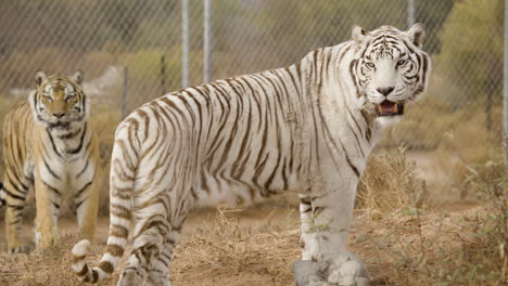 Zwei-Tiger-In-Gefangenschaft-Eines-Zoos