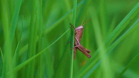 Lone-brown-grasshopper-resting-on-Bangladesh-paddy-field-blade-of-grass