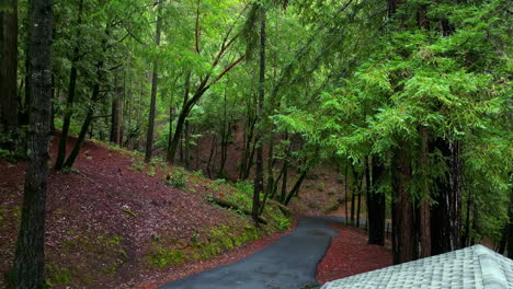 Aerial-drone-forward-moving-shot-over-a-winding-road-through-Muir-Woods-National-redwoods,-California,-USA-on-a-cloudy-day