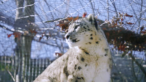 El-Leopardo-De-Las-Nieves-En-El-Zoológico-Mira-A-Su-Alrededor-Desde-Lo-Alto-De-Una-Percha.