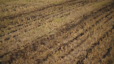 Golden-hour-light-on-fertilized-farmland,-showing-rich-soil-and-stubble-remains