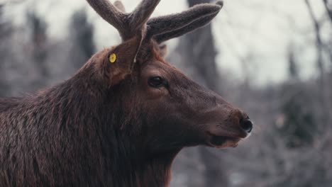 Close-Up-Of-Elk-Wapiti-Deer-in-The-Forest-In-Quebec,-Canada