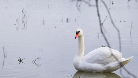 White-swan-on-calm-floodplain-waters,-waterbirds-enjoying-the-wet-winter-landscape-in-the-UK