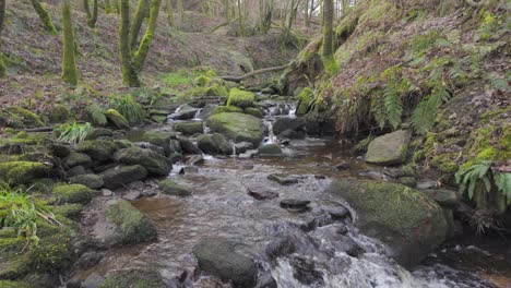 Small,-slow-moving-woodland-stream,-flowing-slowly-through-the-forest-trees