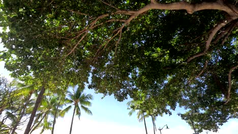 Schild-An-Der-Strandpromenade-Von-Waikiki-Mit-Text,-Abbildungen-Und-QR-Scan-Code-Für-Evakuierungsplan
