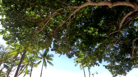 Waikiki-Beach-Boardwalk-Sign-With-Text,-Illustrations,-And-QR-Scan-Code-For-Evacuation-Map