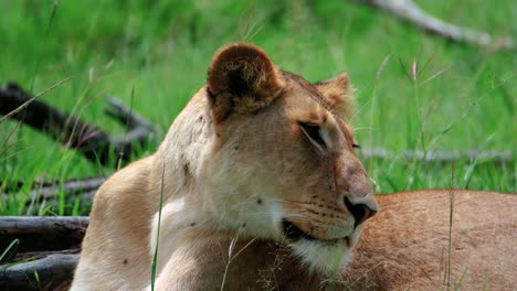Leona-Acostada-En-La-Pradera-Del-Parque-Maasai-Mara-En-Kenia,-África