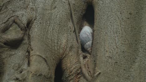 Handaufnahme-Einer-Schnecke,-Die-In-Einer-Spalte-Eines-Baumstamms-Versteckt-Ist