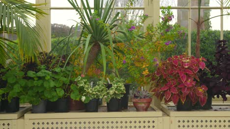 Bunte-Topfpflanzen-Im-Gewächshaus-Des-Botanischen-Gartens-In-Dublin,-Irland