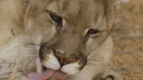 Mountain-lioness-cleaning-her-paws