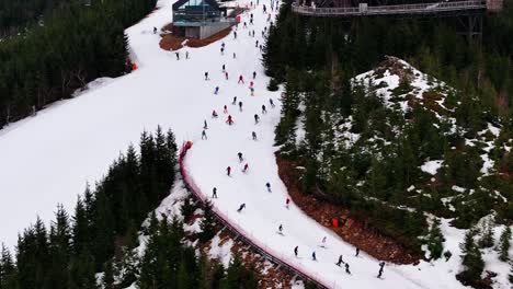 Aerial-view-of-large-group-of-skiers-go-downhill-near-forest,-Dolni-Morava
