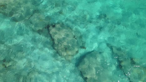 Tortuga-Marina-Nadando-Bajo-Aguas-Cristalinas-Del-Mar-Caribe,-Vista-Desde-El-Aire,-De-Arriba-Hacia-Abajo