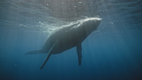 Epic-view-from-below-of-Humpback-whale-relaxing-at-surface-of-ocean