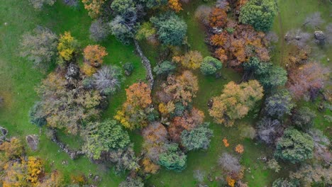 drone-flight-in-ascent-mixing-a-rotation-with-the-camera-overhead-over-a-group-of-trees-with-a-great-variety-of-colors-in-autumn-with-a-green-ground-and-a-stone-wall-on-an-afternoon-in-Avila-Spain