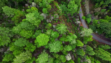 Aerial-view-from-above-over-the-redwood-trees-of-Muir-Woods-National-Monument