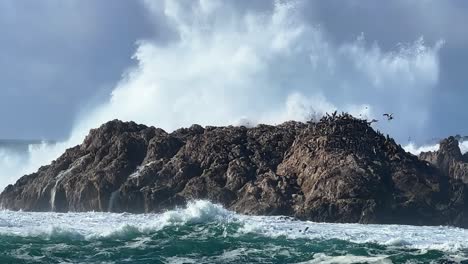Huge-wave-crashes-into-Bird-Rock-at-Pebble-Beach-along-17-mile-drive,-scenic-view-of-wildlife