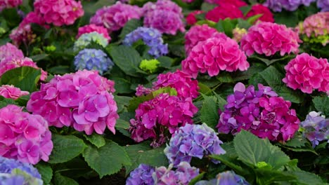 Nahaufnahme-Von-Wunderschönen-Hortensienblüten,-Die-In-Blau-Und-Rosa-Blühen