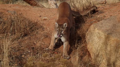 Puma-Läuft-In-Zeitlupe-Einen-Wüstenähnlichen-Abhang-Hinunter