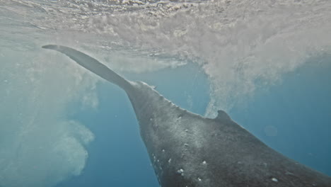 Humpback-whale-tail-or-fluke-hits-water-surface-propelling-majestic-mammal-into-water