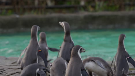 Close-up-of-Humboldt-penguin-eating-a-fish-surrounded-by-colony-at-the-zoo-before-running-into-water
