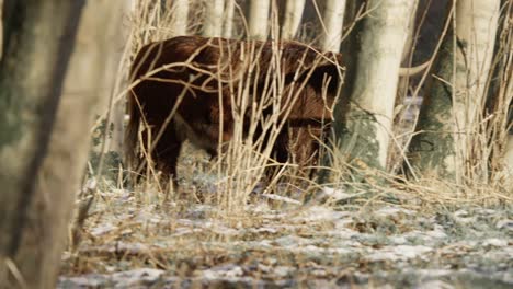 Pelzige-Hochlandkühe-Mit-Riesigen-Hörnern-Kommen-Im-Winterwald-Zusammen