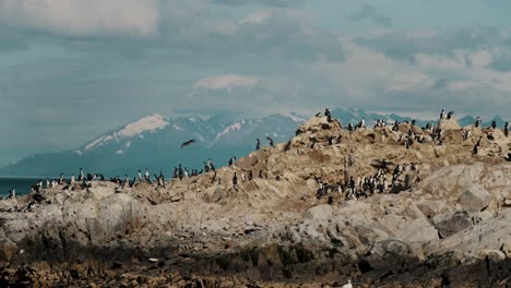 Cormoranes-Magallánicos-Ubicados-Sobre-Islas-Rocosas-En-El-Canal-Beagle-Cerca-De-Ushuaia-En-Tierra-Del-Fuego,-Argentina