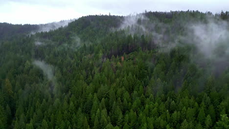 Aerial-drone-shot-of-a-foggy-mountain-range-full-of-pine-trees