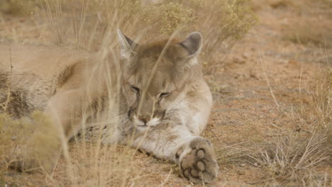 Mountain-lion-cleaning-herself-on-the-ground-slow-motion