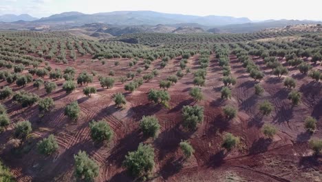 AERIAL-IMAGE-OF-OLIVE-GROVE-IN-HILLS-AND-MOUNTAINS