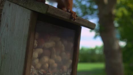 Hungry-squirrel-grabbles-nuts-in-wooden-rodent-nut-house-outdoors-during-summer