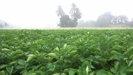 Las-Patatas-Se-Cultivan-En-El-Campo