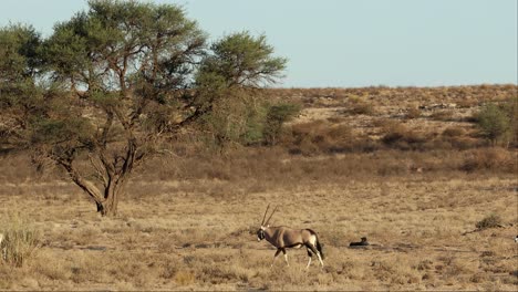 Manada-De-Gemsbok-Caminando-Junto-A-Un-Guepardo-En-Reposo,-Kgalagadi,-Plano-Amplio